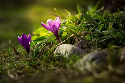 Spring crocus in the garden Stock Photos