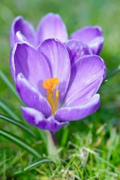 Spring Crocus on green background. Stock Photos