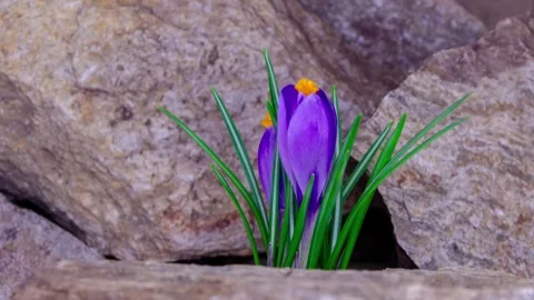 Spring crocus grows between stones and opens bud in timelapse. 库存影片 330406907