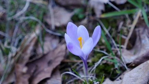 Spring crocus in a meadow Stock Photos