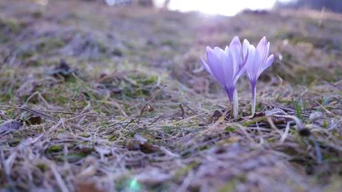 Spring crocus in a meadow Stock Photos