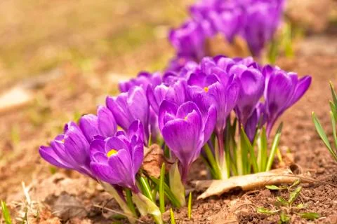 Spring crocus Stock Photos