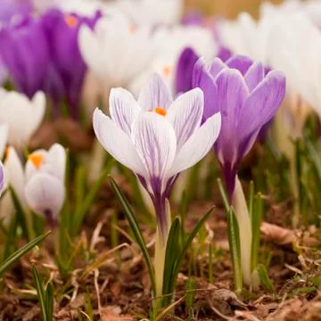 Spring crocus Stock Photos