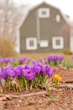 Spring crocus Stock Photos