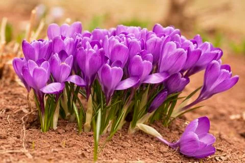 Spring crocus Fotos de archivo