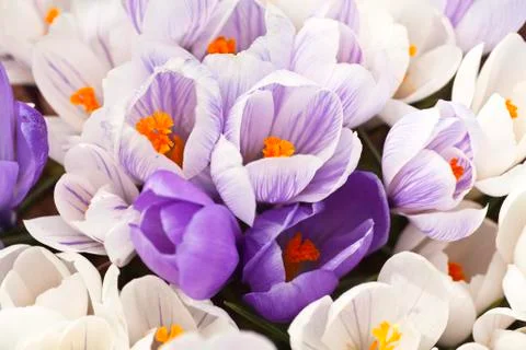 Spring crocus Stock Photos