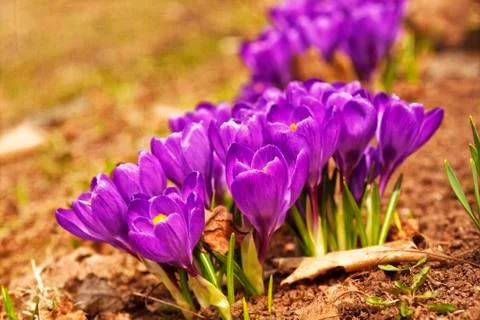 Spring crocus Stock Photos