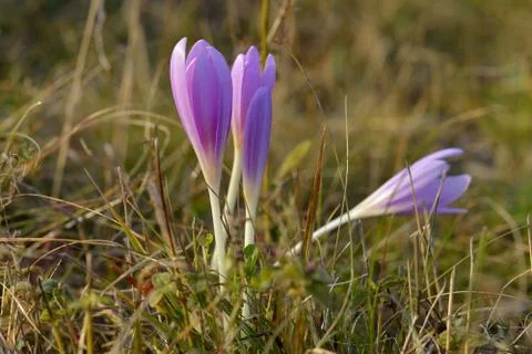 Spring crocus Stock Photos