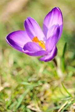 Spring Crocus Stock Photos