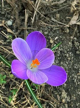 Spring crocus Foto stock