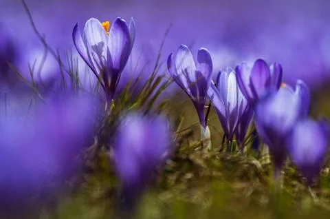 Spring Crocus Purple Macro Low Angle Bulgaria Stock Photos