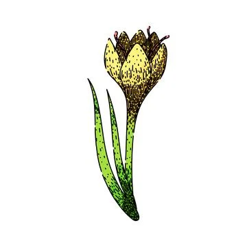 Spring crocus sketch hand drawn vector Stock Illustration