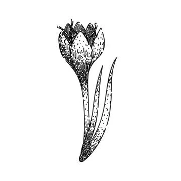 Spring crocus sketch hand drawn vector Stock Illustration