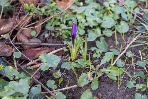 Spring crocus sprouts from the ground Stock Photos