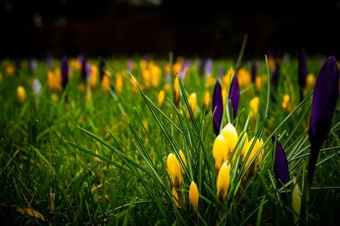 Spring Crocus Symphony Stock Photos