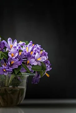 Spring crocus in vase Stock Photos