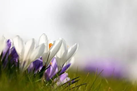 Spring crocus with a white background Stock Photos