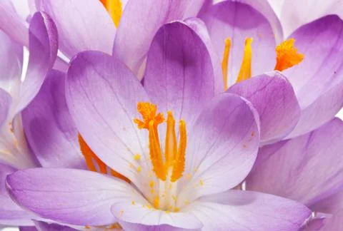 Spring crocuses background Stock Photos