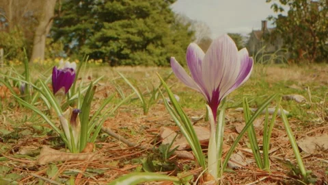 Spring Crocuses Bloom at Planting Fields Arboretum, Oyster Bay, NY Stock Footage 318428633
