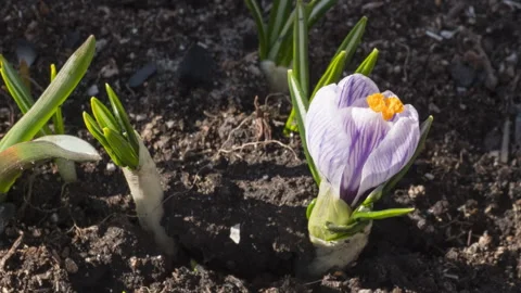 Spring crocuses blooming Video stock 292674294