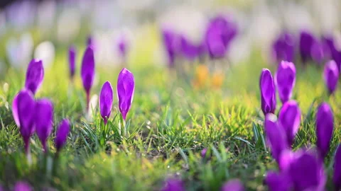 Spring crocuses blooming in forest glade, peaceful nature slow motion Stock Footage 326830322