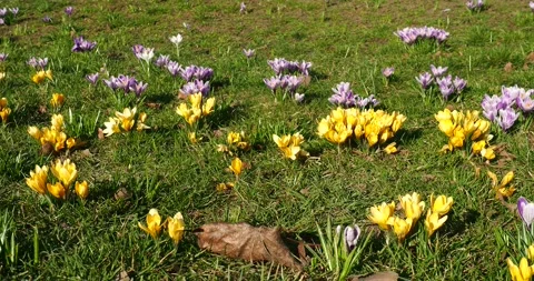 Spring Crocuses Blooming in Jasne Błonia Park in Szczecin Poland Stockbeeldmateriaal 344775929