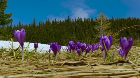 Spring crocuses in carpathia mountains Stock Footage 154365610