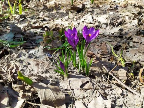 Spring crocuses emerging through fallen leaves in forest floor 스톡 사진