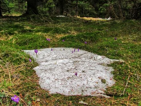 Spring Crocuses Emerging Through Melting Snow Stock Photos