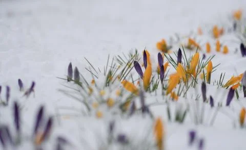 Spring crocuses flowers under snow Stock Photos
