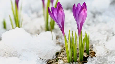 Spring crocuses Stock Footage 22614516