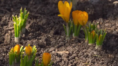 Spring crocuses in the garden Video stock 214410813