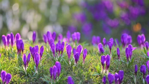 Spring crocuses glowing in golden sunlight on forest meadow, cinematic slow Stock Footage 326055966