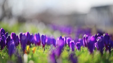 Spring crocuses glowing in sunlight on forest clearing, calm 4K slow motion Stock Footage 325994727