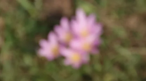 Spring. Crocuses on the meadow. Focus pull. Stock Footage 60045825