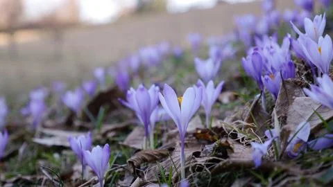 Spring crocuses in the meadow Stock-Fotos