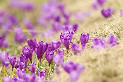 Spring crocuses on mountain meadow ( Crocus sativus ) Stock Photos