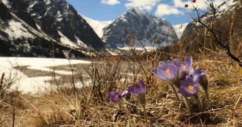 Spring crocuses in Mountains, Altai, Siberia. Stock Footage 62918580