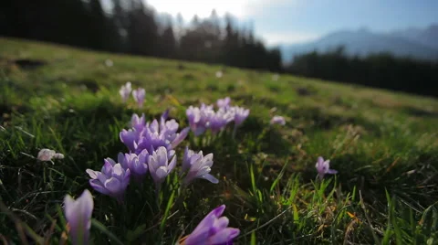 Spring crocuses with mountains in the background Stock Footage 3175102
