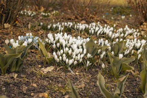 Spring crocuses in the nature park at Easter. Stock Photos