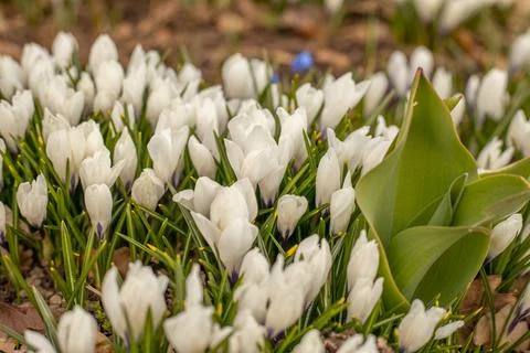 Spring crocuses in the nature park at Easter. Stock Photos