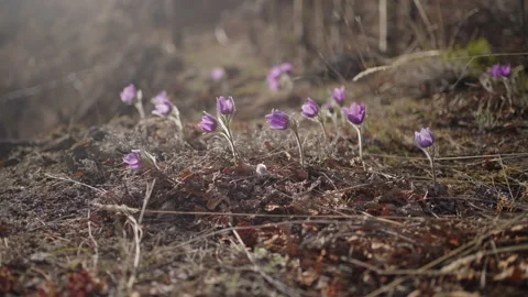 Spring crocuses in northern Canada Stock Footage 195027018