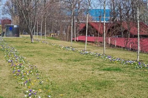Spring crocuses in park area Stock Photos