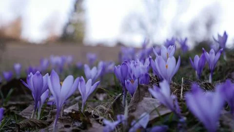 Spring crocuses Stock-Fotos