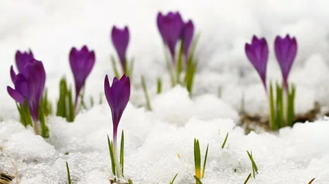 Spring crocuses in the snow Stock Footage 32866103