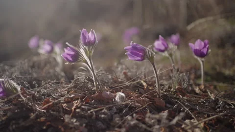 Spring crocuses in the sun - slow motion Stock Footage 194981005