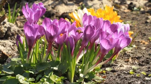 Spring crocuses in the sunlight and bees Stock Footage 125005648
