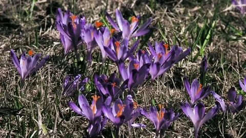 Spring crocuses sway in the wind Stock Footage 323440091