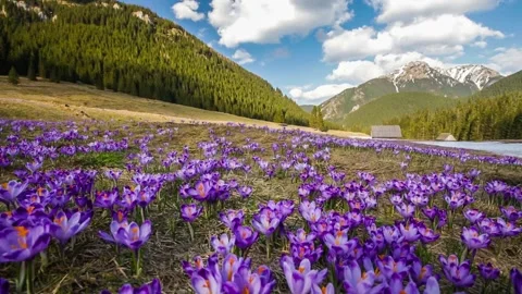 Spring crocuses in Tatra Mountains, Poland Stock Footage 132329193