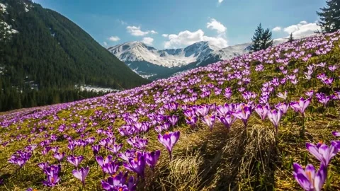 Spring crocuses in Tatra Mountains, Poland Stock Footage 132329258